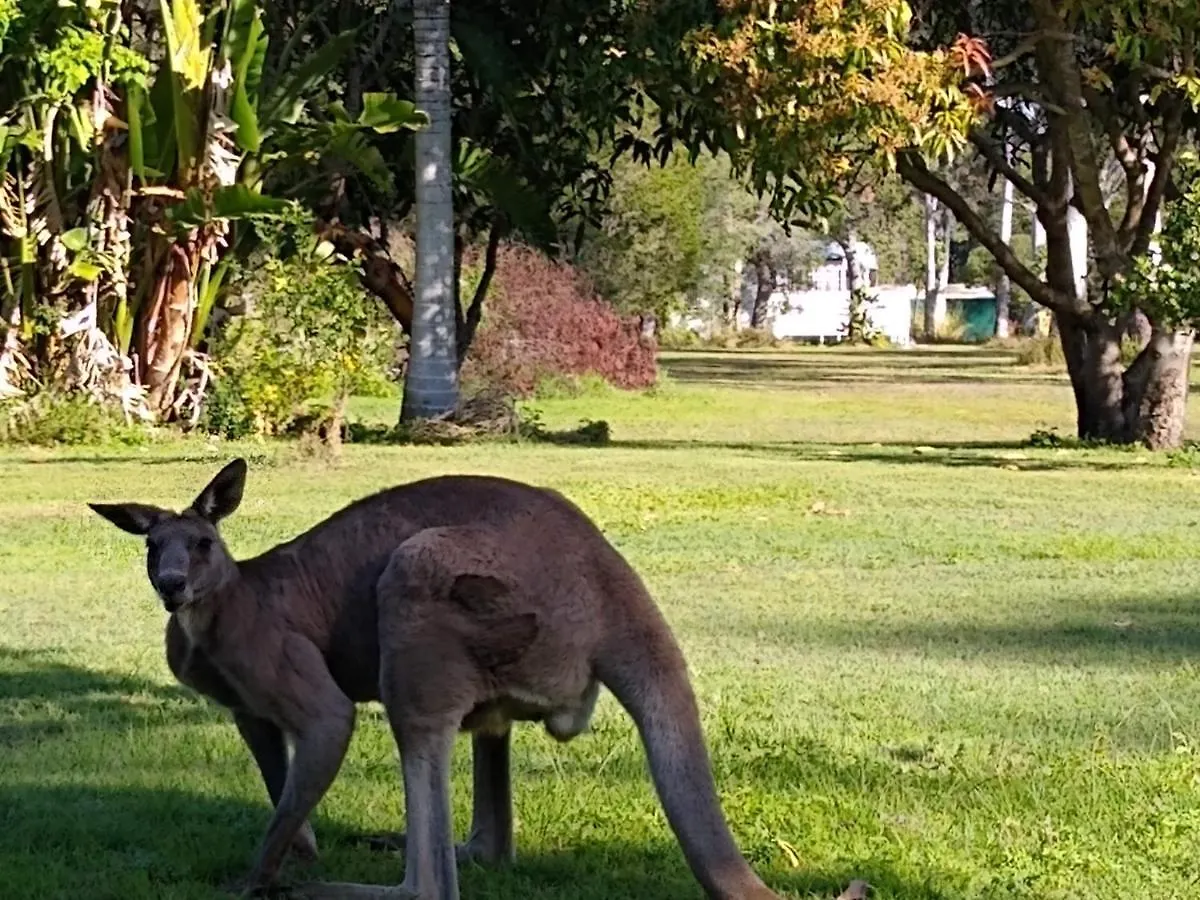 Lake Weyba Noosa Lodge & Kangaroos Peregian Beach Australië