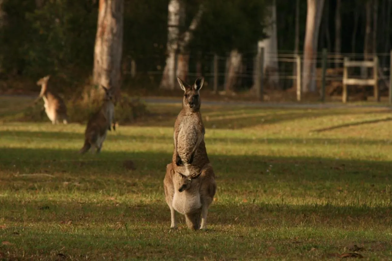 Lake Weyba Noosa Lodge & Kangaroos Peregian Beach 0*,  Australië