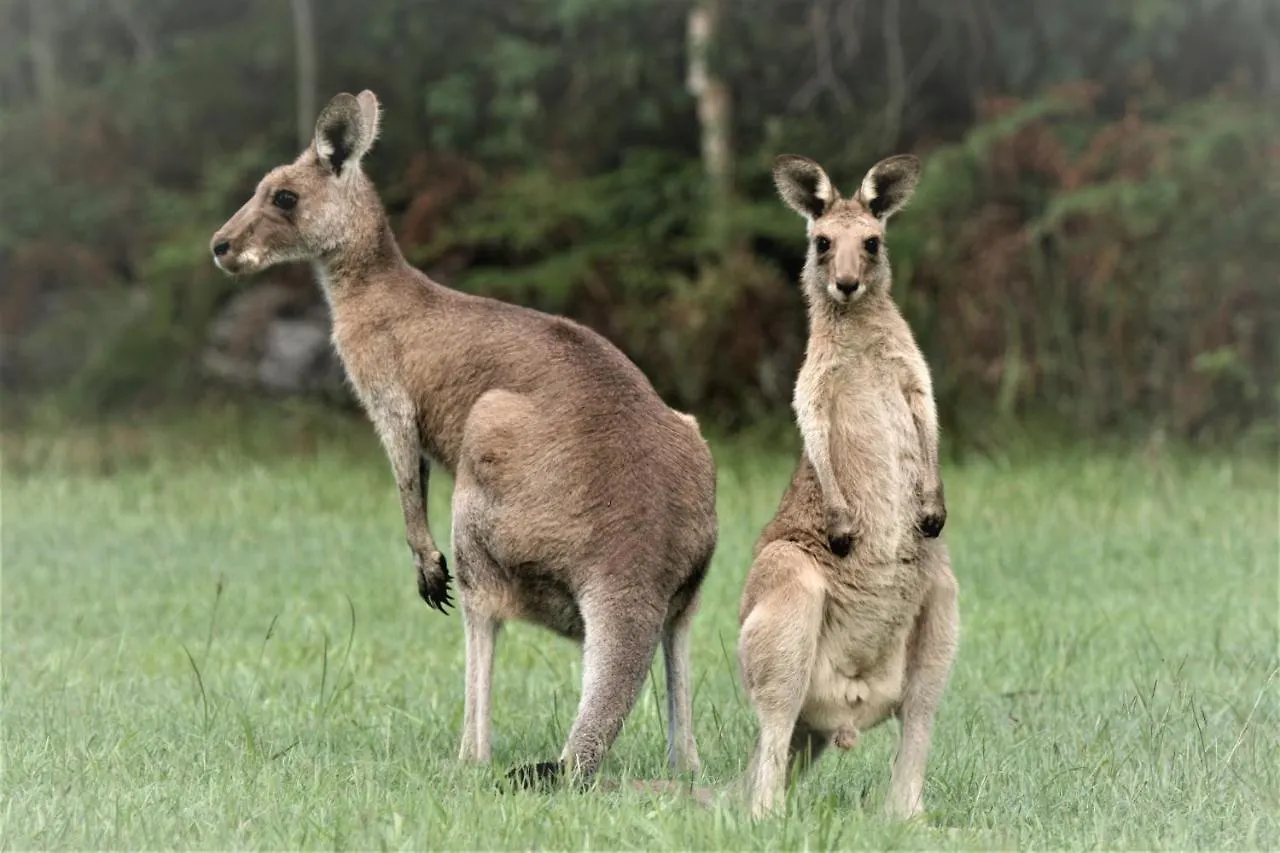 Lake Weyba Noosa Lodge & Kangaroos Peregian Beach 0*,  Australië