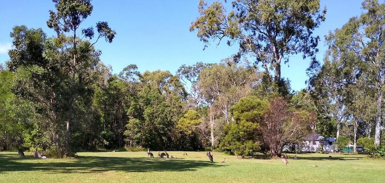 Lake Weyba Noosa Lodge & Kangaroos Peregian Beach