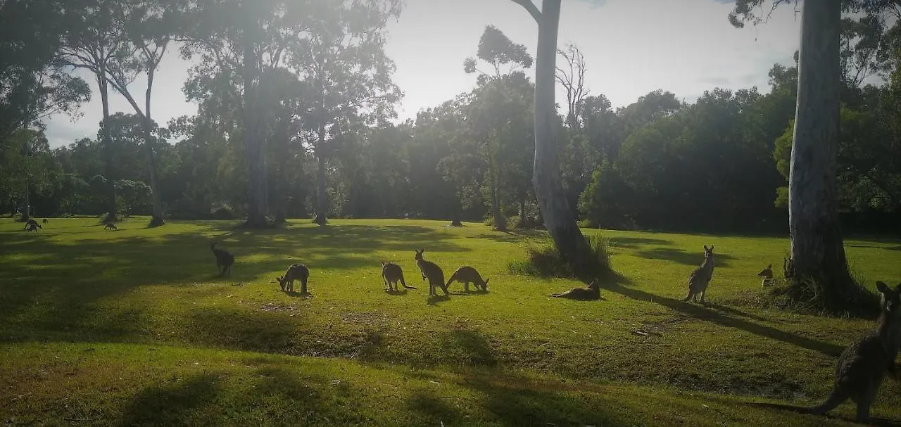 Lake Weyba Noosa Lodge & Kangaroos Peregian Beach 0*,  Australië
