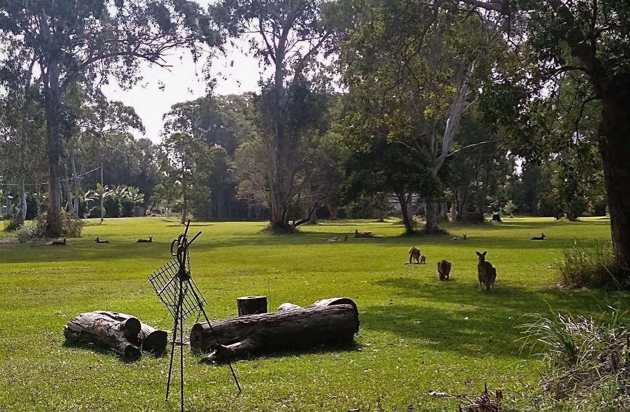 Lake Weyba Noosa Lodge & Kangaroos Peregian Beach