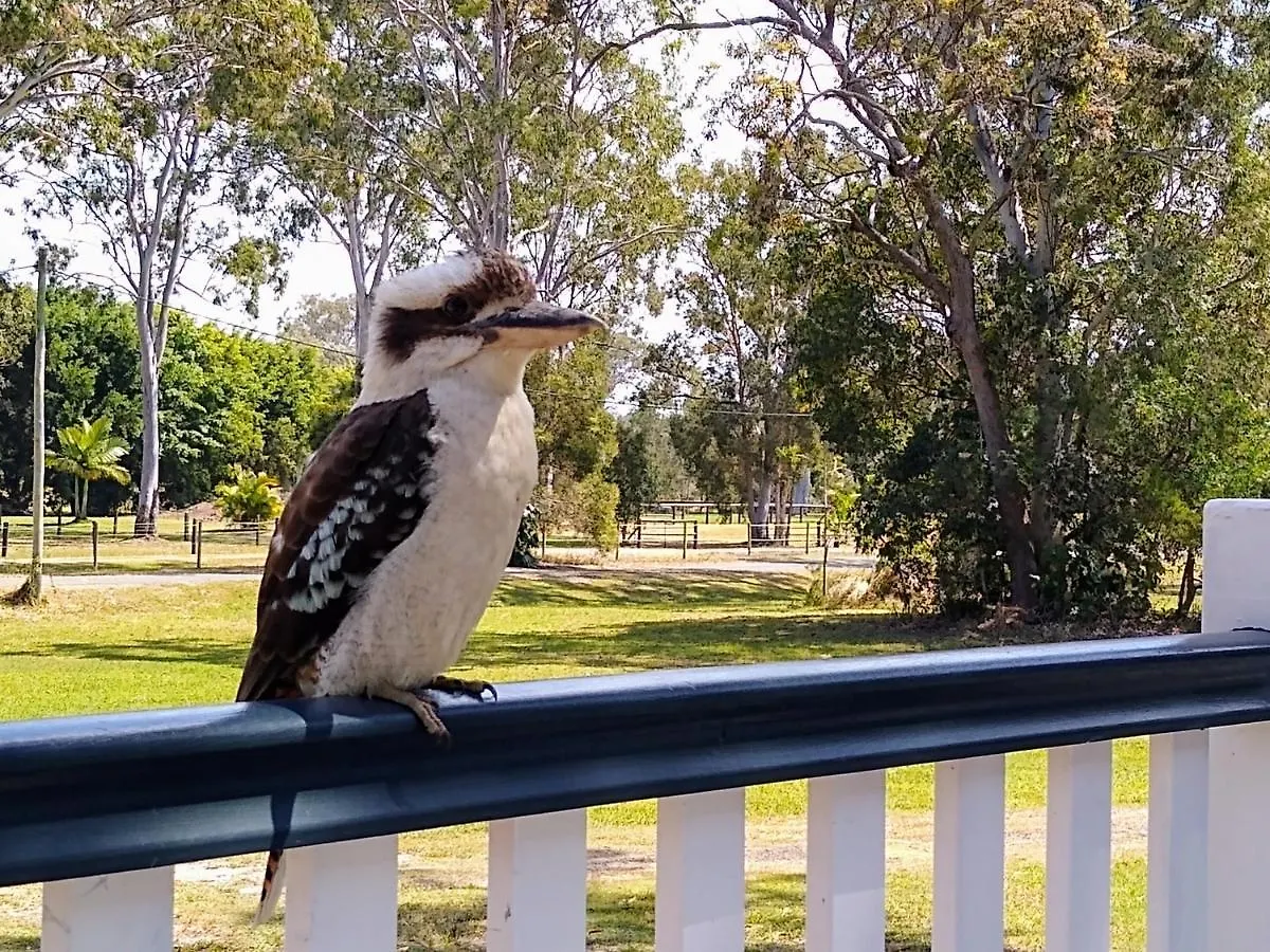 Lake Weyba Noosa Lodge & Kangaroos Peregian Beach