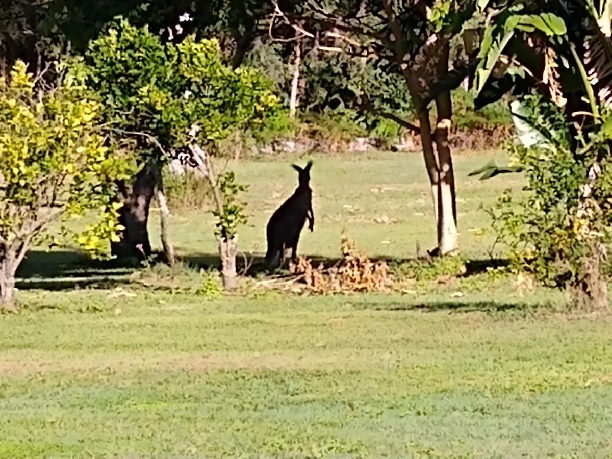 Lake Weyba Noosa Lodge & Kangaroos Peregian Beach