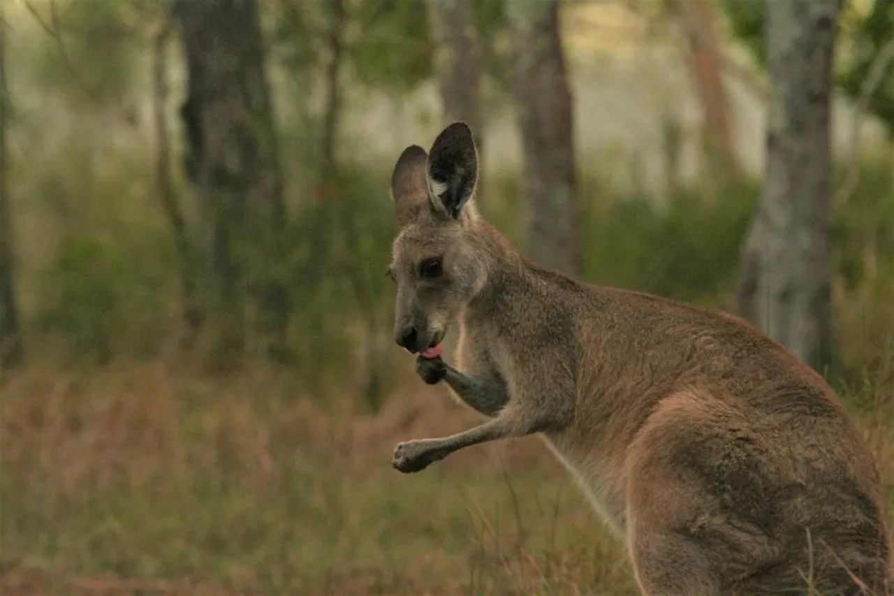 Lake Weyba Noosa Lodge & Kangaroos Peregian Beach 0*,