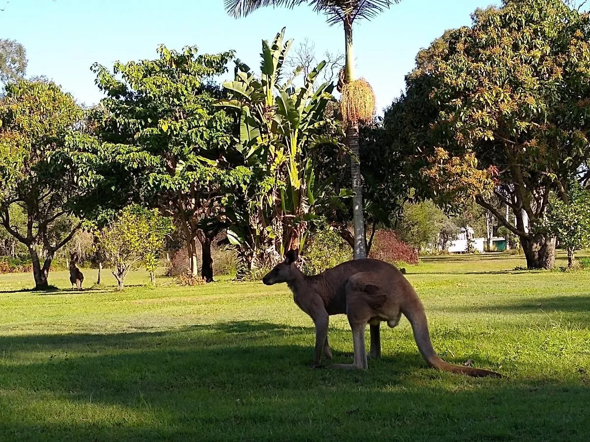 Lake Weyba Noosa Lodge & Kangaroos Peregian Beach