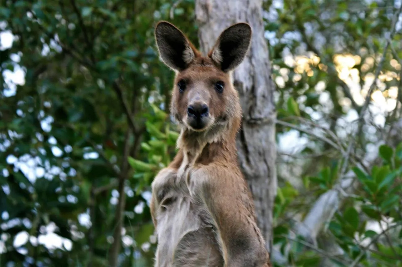 Lake Weyba Noosa Lodge & Kangaroos Peregian Beach