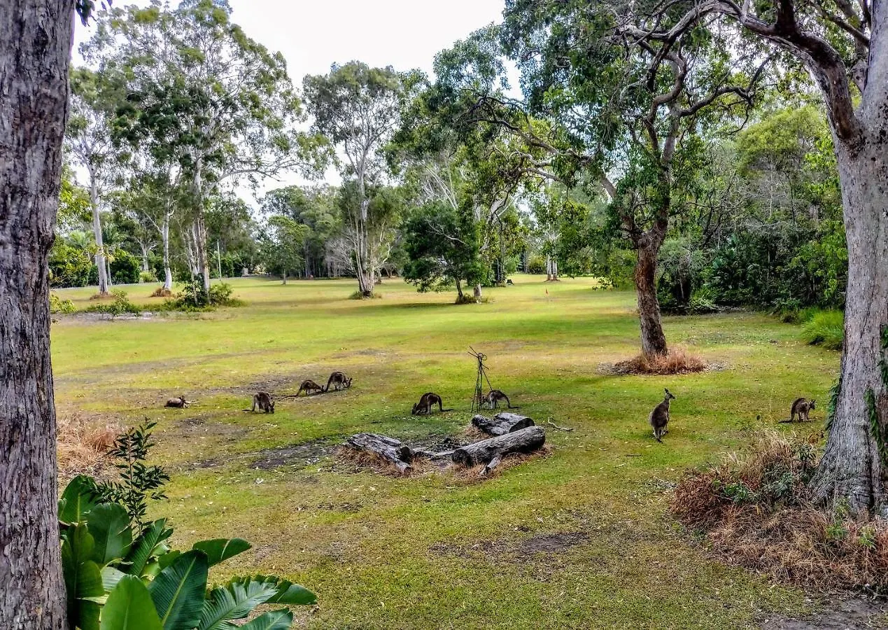 Lake Weyba Noosa Lodge & Kangaroos Peregian Beach
